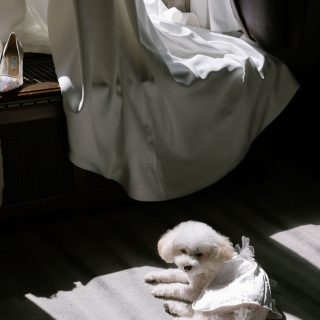 A forever kind of love... in more ways than one 🤍🐾

Planner: @bonnieweddings 
Photographer: @nadiahungco 

#vancouverislandweddinginspo #vancouverislandweddingplanner #vancouverislandweddingvendor