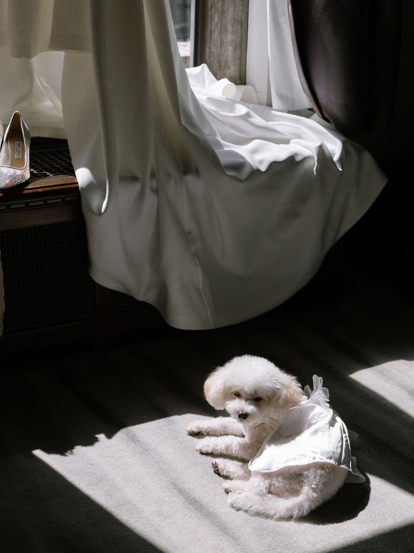 A forever kind of love... in more ways than one 🤍🐾

Planner: @bonnieweddings 
Photographer: @nadiahungco 

#vancouverislandweddinginspo #vancouverislandweddingplanner #vancouverislandweddingvendor